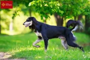 Lire la suite à propos de l’article Éleveurs de saluki et chiots en Occitanie