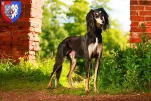 Lire la suite à propos de l’article Éleveurs de Saluki et chiots en Pays de la Loire