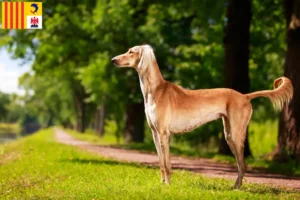 Lire la suite à propos de l’article Éleveurs de Saluki et chiots en Provence-Alpes-Côte d’Azur