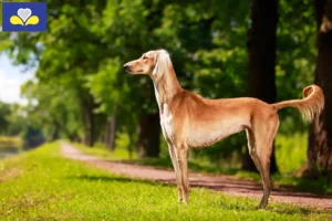 Lire la suite à propos de l’article Éleveurs de saluki et chiots en Région de Bruxelles-Capitale