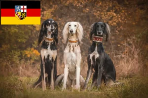 Lire la suite à propos de l’article Éleveurs de Saluki et chiots en Sarre