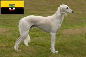 Lire la suite à propos de l’article Éleveurs de Saluki et chiots en Saxe-Anhalt