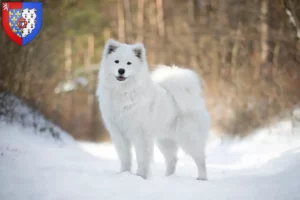 Lire la suite à propos de l’article Éleveurs de Samoyèdes et chiots en Pays de la Loire