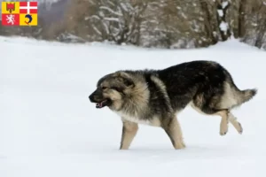 Lire la suite à propos de l’article Šarplaninac éleveurs et chiots en Auvergne-Rhône-Alpes