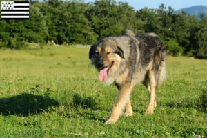 Lire la suite à propos de l’article Šarplaninac éleveurs et chiots en Bretagne