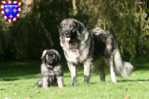 Lire la suite à propos de l’article Šarplaninac éleveurs et chiots en Centre-Val de Loire