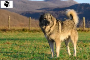 Lire la suite à propos de l’article Šarplaninac éleveurs et chiots en Corse