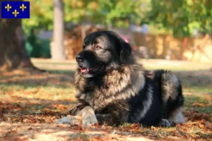 Lire la suite à propos de l’article Šarplaninac éleveurs et chiots en Île-de-France