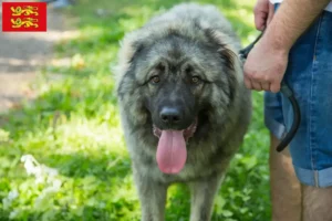 Lire la suite à propos de l’article Šarplaninac éleveurs et chiots en Normandie