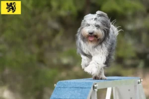 Lire la suite à propos de l’article Éleveurs de Schapendoes et chiots en Flandre