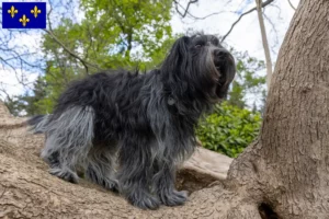 Lire la suite à propos de l’article Éleveurs de Schapendoes et chiots en Île-de-France