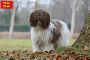 Lire la suite à propos de l’article Éleveurs de Schapendoes et chiots en Normandie