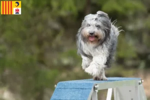 Lire la suite à propos de l’article Éleveurs de Schapendoes et chiots en Provence-Alpes-Côte d’Azur