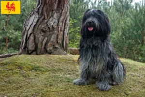 Lire la suite à propos de l’article Éleveurs de Schapendoes et chiots en Région wallonne