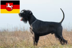 Lire la suite à propos de l’article Schnauzer éleveurs et chiots en Basse-Saxe