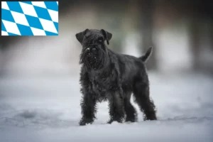 Lire la suite à propos de l’article Schnauzer éleveurs et chiots en Bavière