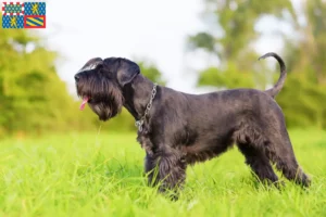 Lire la suite à propos de l’article Éleveurs de schnauzers et chiots en Bourgogne-Franche-Comté