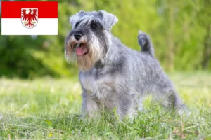 Lire la suite à propos de l’article Éleveurs de schnauzers et chiots dans le Brandebourg