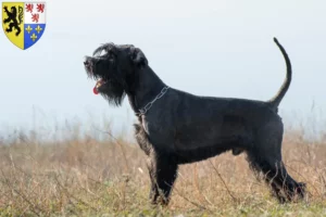 Lire la suite à propos de l’article Éleveurs de schnauzers et chiots en Hauts-de-France