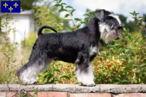 Lire la suite à propos de l’article Éleveurs de schnauzers et chiots en Île-de-France