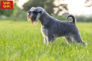 Lire la suite à propos de l’article Éleveurs de schnauzers et chiots en Normandie