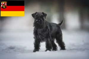 Lire la suite à propos de l’article Schnauzer éleveurs et chiots en Rhénanie-Palatinat