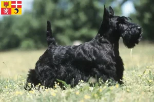 Lire la suite à propos de l’article Éleveurs de Scottish Terriers et chiots en Auvergne-Rhône-Alpes