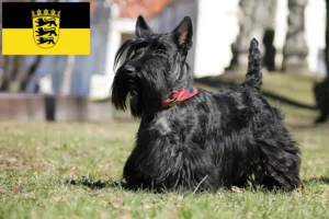 Lire la suite à propos de l’article Éleveurs de Scottish Terriers et chiots en Baden-Württemberg