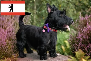 Lire la suite à propos de l’article Éleveurs de Scottish Terriers et chiots à Berlin