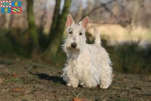 Lire la suite à propos de l’article Éleveurs de Scottish Terriers et chiots en Bourgogne-Franche-Comté