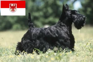 Lire la suite à propos de l’article Éleveurs de Scottish Terriers et chiots dans le Brandebourg