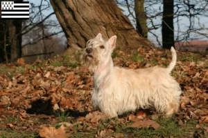 Lire la suite à propos de l’article Éleveurs de Scottish Terriers et chiots en Bretagne