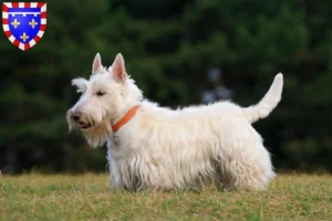 Lire la suite à propos de l’article Éleveurs de Scottish Terriers et chiots en Centre-Val de Loire