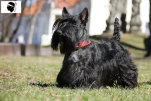 Lire la suite à propos de l’article Éleveurs de Scottish Terriers et chiots en Corse