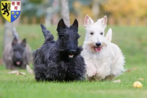 Lire la suite à propos de l’article Éleveurs de Scottish Terriers et chiots en Hauts-de-France