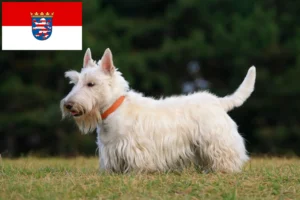 Lire la suite à propos de l’article Éleveurs de Scottish Terriers et chiots en Hesse