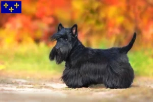 Lire la suite à propos de l’article Éleveurs de Scottish Terriers et chiots en Île-de-France