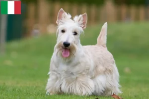 Lire la suite à propos de l’article Éleveurs de Scottish Terriers et chiots en Italie