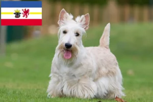 Lire la suite à propos de l’article Éleveurs de Scottish Terriers et chiots dans le Mecklembourg-Poméranie occidentale