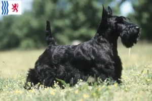 Lire la suite à propos de l’article Éleveurs de Scottish Terriers et chiots en Nouvelle-Aquitaine