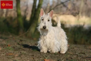 Lire la suite à propos de l’article Éleveurs de Scottish Terriers et chiots en Occitanie