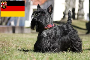 Lire la suite à propos de l’article Éleveurs de Scottish Terriers et chiots en Rhénanie-Palatinat