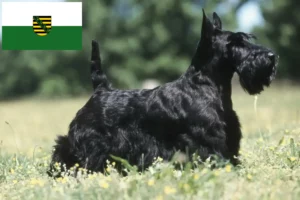 Lire la suite à propos de l’article Éleveurs de Scottish Terriers et chiots en Saxe