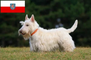 Lire la suite à propos de l’article Éleveurs de Scottish Terriers et chiots en Thuringe