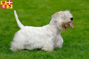 Lire la suite à propos de l’article Éleveurs de Sealyham Terriers et chiots en Auvergne-Rhône-Alpes