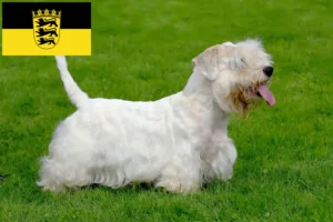 Lire la suite à propos de l’article Sealyham Terrier éleveurs et chiots en Baden-Württemberg