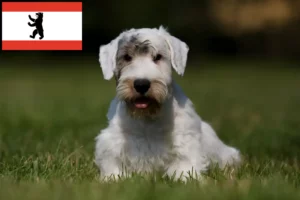 Lire la suite à propos de l’article Sealyham Terrier éleveurs et chiots à Berlin