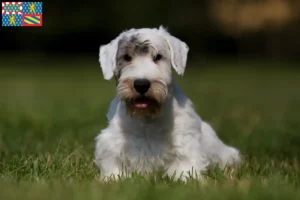 Lire la suite à propos de l’article Éleveurs de Sealyham Terrier et chiots en Bourgogne-Franche-Comté