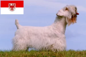 Lire la suite à propos de l’article Sealyham Terrier éleveurs et chiots dans le Brandebourg