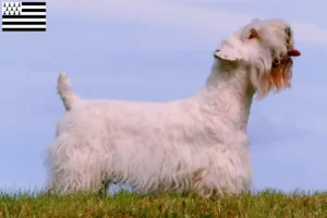 Lire la suite à propos de l’article Éleveurs de Sealyham Terrier et chiots en Bretagne